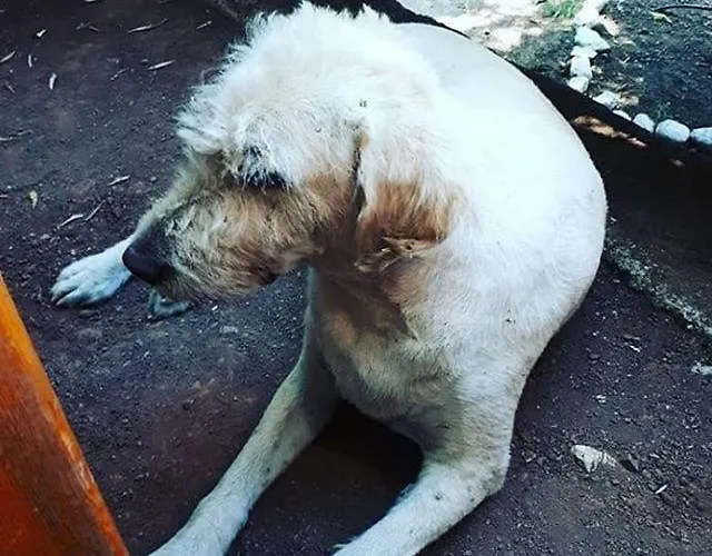 Baykus Олимпос